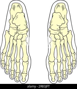 OS du pied humain sur fond blanc Illustration de Vecteur