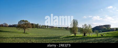 vaches de boeuf dans la campagne belge près de la province néerlandaise de limbourg au printemps Banque D'Images