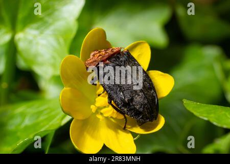 Un coléoptère - Oiceoptoma thoracica se trouve sur une fleur jaune au début du printemps dans la forêt. Banque D'Images