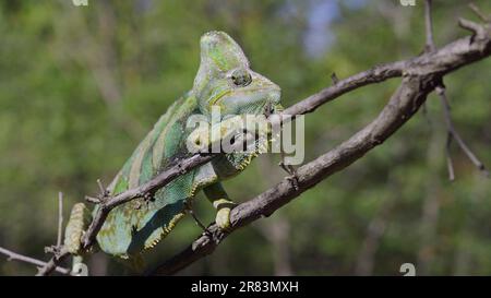 Le caméléon âgé mécontent se trouve sur une branche épineuse d'arbre. Caméléon voilé, caméléon yéménite ou caméléon à tête conique (Chamaeleo calyptratus) Banque D'Images