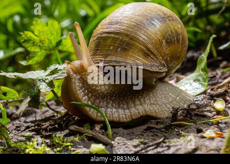 Helix pomatia romain aussi escargot, escargots, escargot de Bourgogne ou les escargots, est une espèce de grand, comestibles,'pulmo Banque D'Images