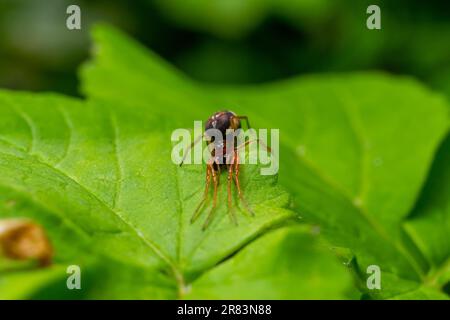 Photo macro de l'araignée Metellina sur la pointe de la feuille verte, la faune dans l'environnement naturel. Banque D'Images