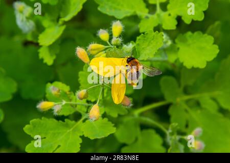 Celandine. Famille Chelidonium Poppy Nom taxonomique du genre publié par le taxonomiste suédois Karl Linney dans le premier volume de l'ouvrage espèce Banque D'Images