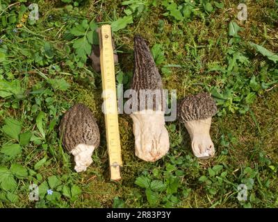 Le Morel noir (Morchella elata), fruits de mars à juin et est un champignon comestible populaire, bien que moins connu que le Morel commun Banque D'Images