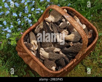 Le Morel noir (Morchella elata), fruits de mars à juin et est un champignon comestible populaire, bien que moins connu que le Morel commun Banque D'Images