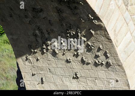 Crag Martin, colonie de nidification sous l'arche du pont, Extremura, Espagne (Hirundo rupestris) Banque D'Images