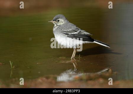 Pied Wagtail, jeune, Allemagne (Motacilla alba), côté Banque D'Images