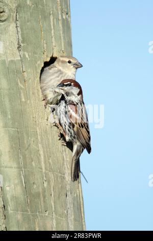 Bruant espagnol (Passer hispaniolensis), paire au trou de nid, Portugal Banque D'Images