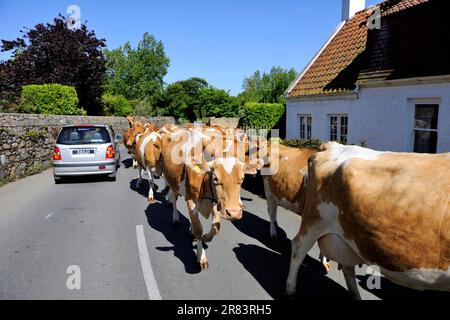 Bovins Guernesey, vaches sur la route, îles du chenal, guernesey Banque D'Images