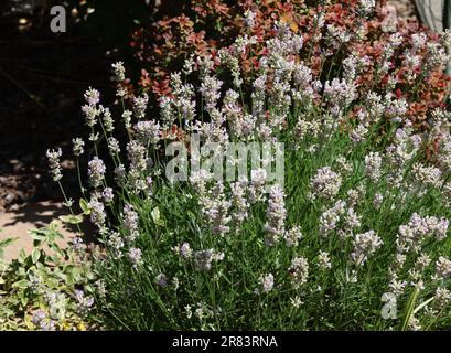 Lavande blanche à feuilles étroites, Edelweiss Lavandula ou angustifolia White Banque D'Images