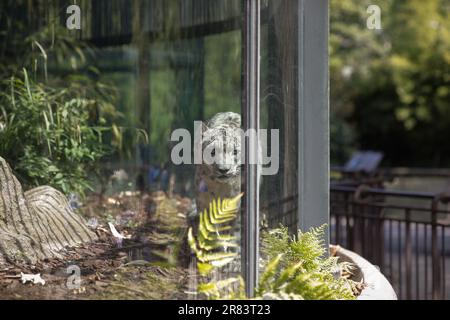Le léopard des neiges (Panthera Uncia) en captivité monte et descend dans une cage de verre de zoo européen. Banque D'Images