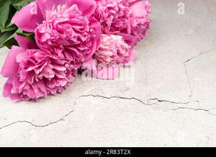 Les pivoines roses fleurissent sur fond de béton gris. Pivoines fleurs, espace de copie. Banque D'Images