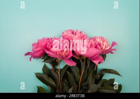 Vue de dessus des pivoines roses fleuries sur fond bleu. Pivoines fleurs à plat, espace de copie. Banque D'Images