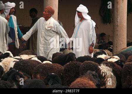 Négociations sur le marché du bétail à Rissani (Maroc) Banque D'Images