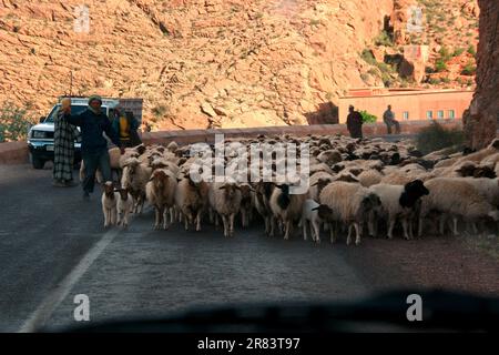 Trafic d'animaux arrivant en sens inverse sur une route dans la Vallée des Dadès, Haut Atlas Maroc Banque D'Images