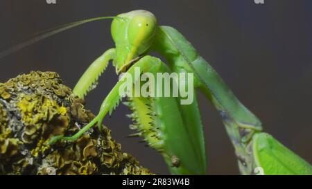 10 juin 2023, Odessa oblast, Ukraine, Europe de l'est : gros plan portrait des promenades en mantis priant le long de la branche arborée couverte de lichen. Mantis d'arbre transcaucasien (Credit image: © Andrey Nekrasov/ZUMA Press Wire) USAGE ÉDITORIAL SEULEMENT! Non destiné À un usage commercial ! Banque D'Images