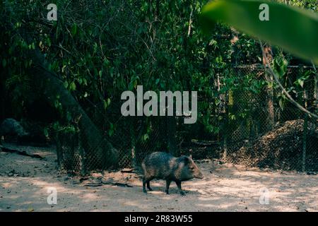 Gros plan de Peccary à collier Pecari tajacu vu en profil. Photo de haute qualité Banque D'Images