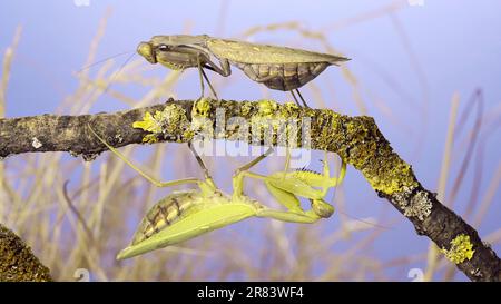 10 juin 2023, oblast d'Odessa, Ukraine, Europe de l'est : la grande mante priante femelle passe sous la branche d'arbre sur laquelle une autre femelle est assise et regarde. Mantis d'arbre transcaucasien (Credit image: © Andrey Nekrasov/ZUMA Press Wire) USAGE ÉDITORIAL SEULEMENT! Non destiné À un usage commercial ! Banque D'Images