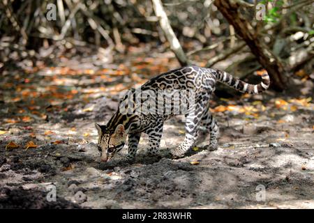 Ocelot (Leopardus pardalis) homme, Honduras Banque D'Images