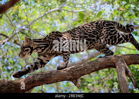 Ocelot (Leopardus pardalis) homme, latéral, Honduras Banque D'Images