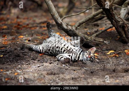 Ocelot (Leopardus pardalis) homme, Honduras Banque D'Images