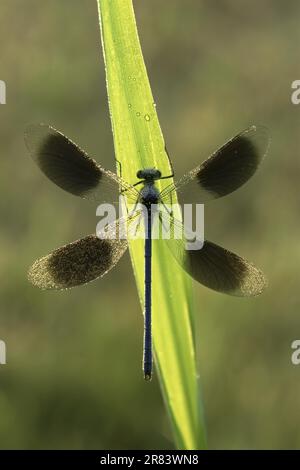 Damselfly à bandes (Calopteryx splendens), mâle, Demoiselle à bande, mâle Banque D'Images