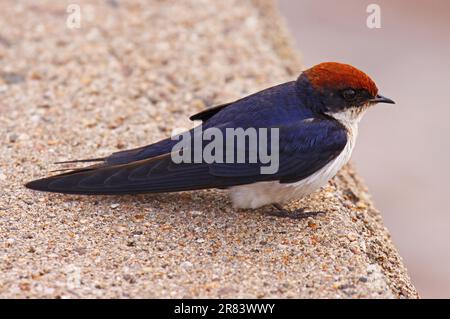 Rotkappenschwalbe, Hirundo smithii, buse à queue métallique, S Banque D'Images