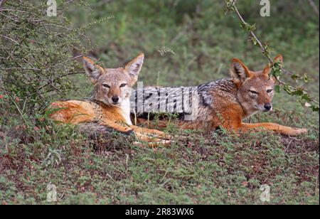 Schabrackenschakal, Jackal à dos noir (Canis mesomelas), S Banque D'Images