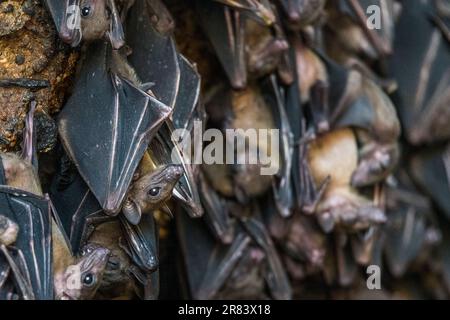 La rosette de Geoffroy (Rousettus ampelexicaudatus) est une espèce de chauves-souris à fruits du mégabat ou de l'ancien monde. Banque D'Images