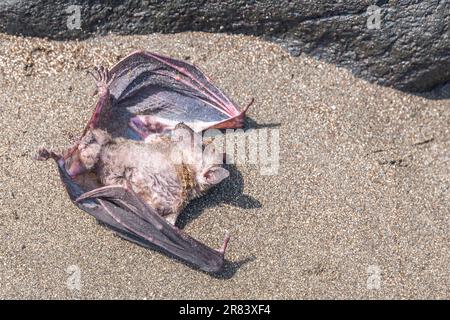 La rosette de Geoffroy (Rousettus ampelexicaudatus) est une espèce de chauves-souris fruitières du mégabat ou de l'ancien monde, jeunes sur le sable, après être tombée dans l'eau. Banque D'Images