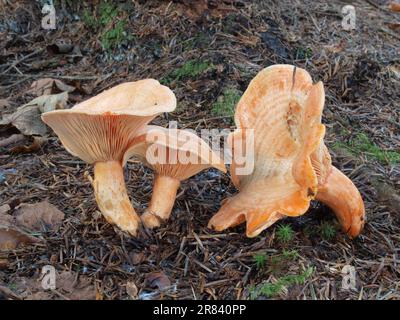 Fausse casquette de safran (Lactarius deterrimus) Banque D'Images