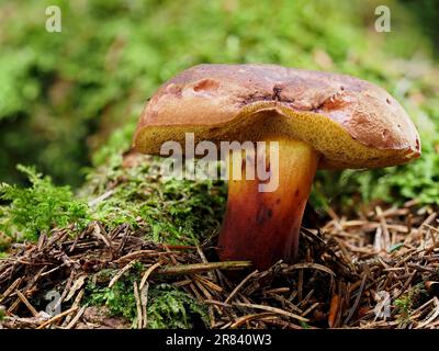 Boletus bleu-noir, Cyanobuletus pulverulentus Banque D'Images