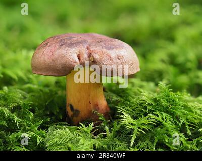 Boletus bleu-noir, Cyanobuletus pulverulentus Banque D'Images