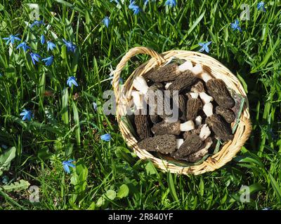 Panier avec morilles pointues fraîches dans la prairie printanière Banque D'Images