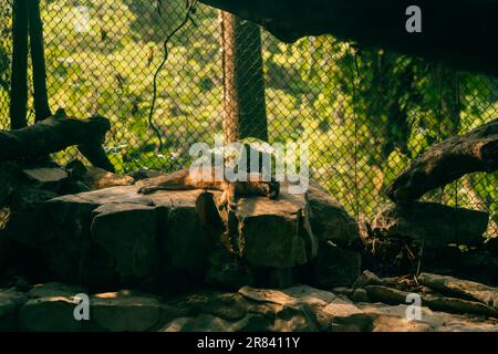 Un San Joaquin Kit Fox en danger de sommeil. Photo de haute qualité Banque D'Images