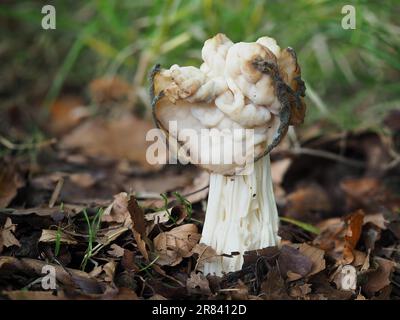 Aussi connu sous le nom de selle blanche, selle d'ailerons ou helvel commun (Helvella crispa), est un champignon ascomycète de la famille des Helvellacées Banque D'Images