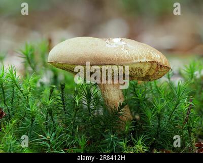 Communément connu sous le nom de bolete de daim (Xerocomus subtomentosus), le bolete brun et jaune, bolete brun ennuyeux ou bolete craqué jaune, est une espèce de Banque D'Images