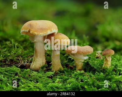 Communément appelé champignon du miel (Armillaria mellea), est un champignon basidiomycète du genre Armillaria Banque D'Images