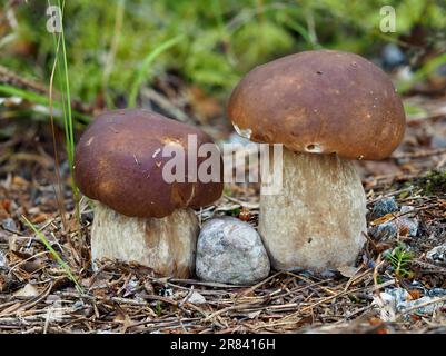 Champignons de pin avec pierre Banque D'Images