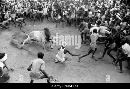 Photo en noir et blanc, Jallikattu ou taureau en train de tacher pendant le festival de Pongal à Avaniapuram près de Madurai, Tamil Nadu, Inde, Asie. Photographié en 1975 Banque D'Images