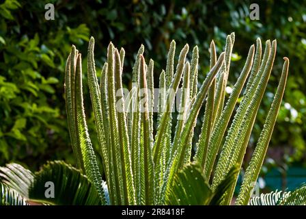 Palmier nago palmier nago cycad (Cycas Revoluta) à Coimbatore, Tamil Nadu, Inde du Sud, Inde, Asie Banque D'Images