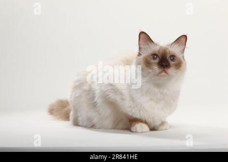 Le chat sacré de Birmanie, point de chocolat, Birmanie Banque D'Images