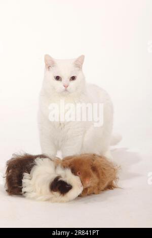 British Shorthair Cat, tomcat, blanc, bleu-eyed, Lunkarya Guinée Pig, Lilas p. e. et Texel Guinée Pig, choco-blanc Banque D'Images