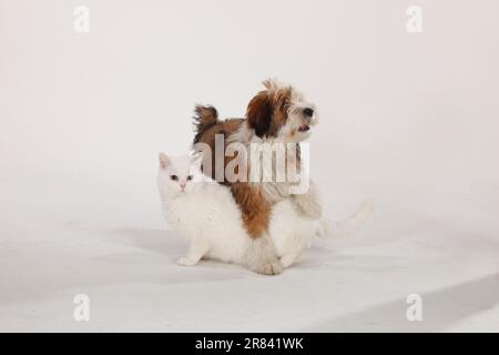 British Shorthair chat, mâle, blanc, bleu-eyed, et terrier tibétain, Chiot, 4 mois, BKH, Tibétarier Banque D'Images