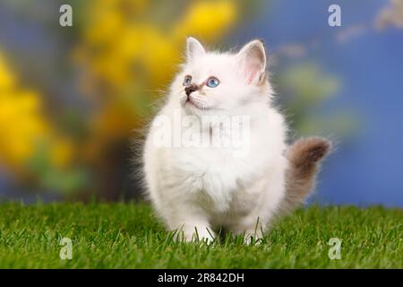 Chat sacré de Birmanie, chaton, 7 semaines, Birmanie Banque D'Images