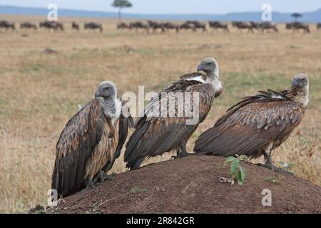 Vautour à dos blanc (Gyps africanus) Parc national du Serengeti, Tanzanie Banque D'Images