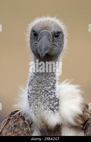 Vautour à dos blanc (Gyps africanus) Parc national du Serengeti, Tanzanie Banque D'Images