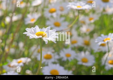 Fleurs sauvages de Marguerite poussant sur la prairie, pelouse, camomille blanche sur fond d'herbe verte, gros plan. Daisy d'Oxeye, Leucanthemum vulgare, Daisies, dai commun Banque D'Images