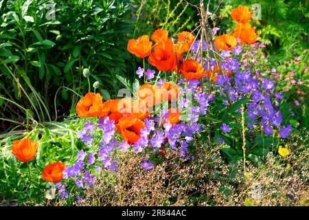 Coquelicots rouges et bleu violet Johnsons géranium fleurs en été en juin jardin de campagne dans Carmarthenshire pays de Galles Royaume-Uni Grande-Bretagne KATHY DEWITT Banque D'Images