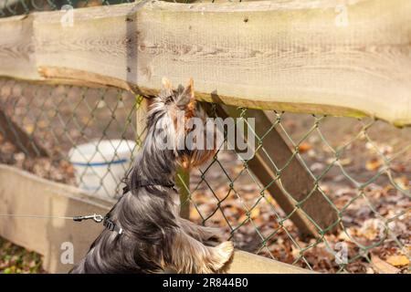 Yorkshire Terrier sur une laisse près d'une clôture dans le jardin Banque D'Images